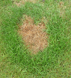 dog urine scorch mark