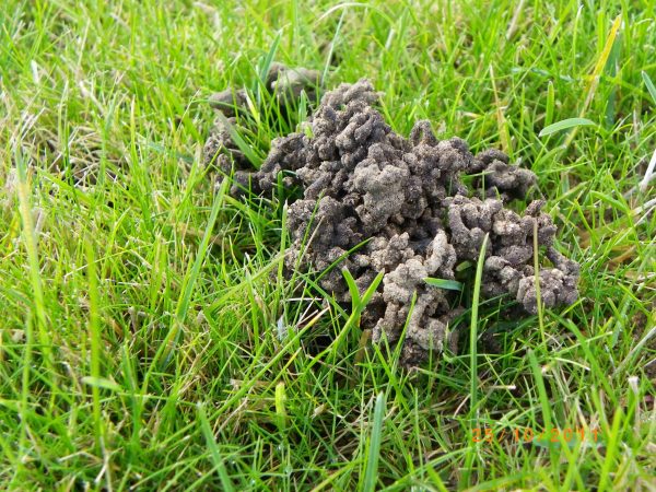 Lawn Pests Archives - Luxury Lawns