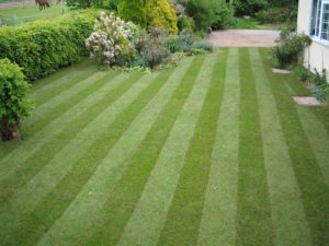 dads-amazing-lawn