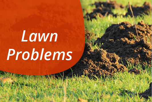 Lawn Problems