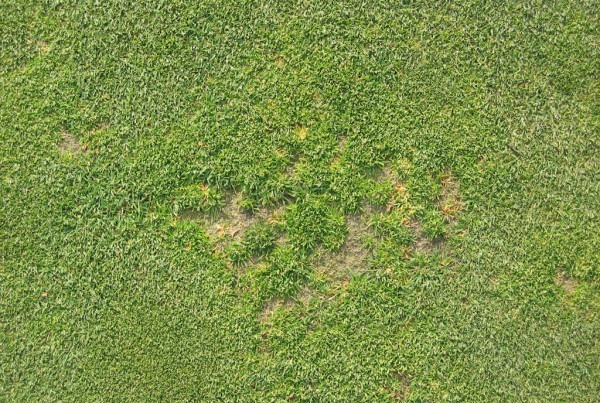 Anthracnose-Lawncare