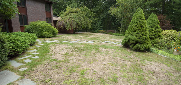 Dry-Patch-Lawn