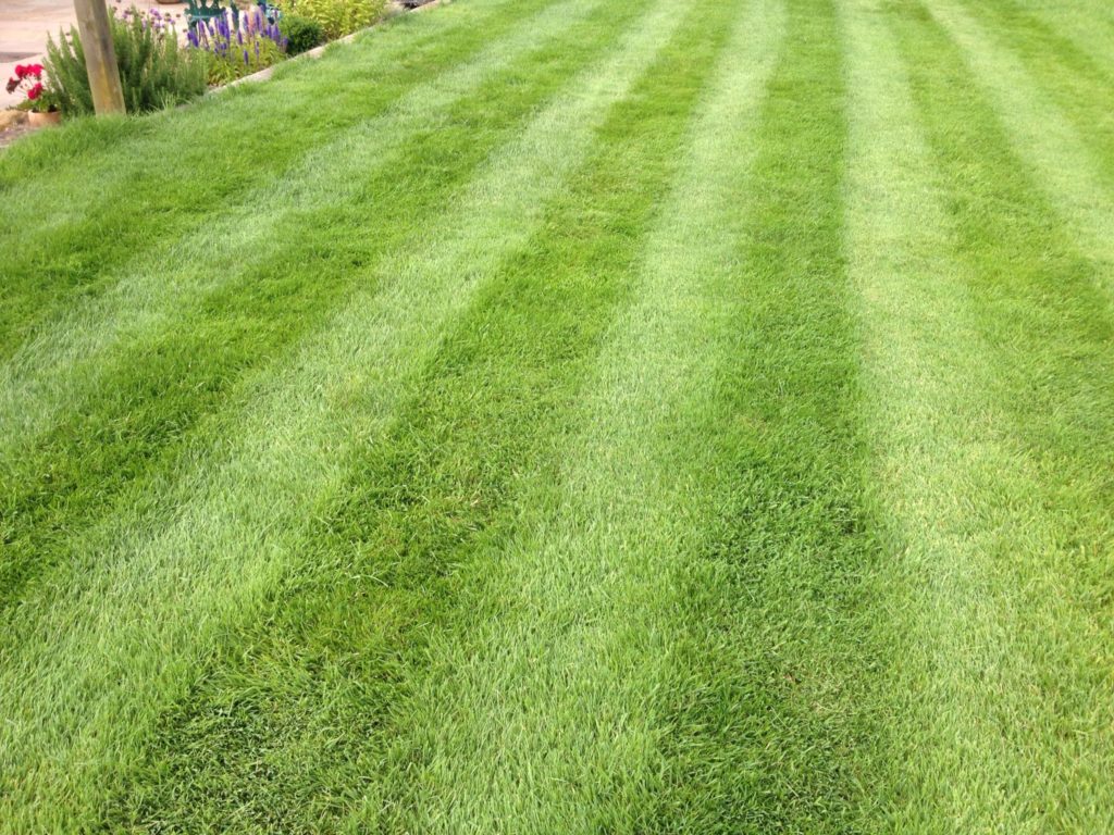 Spring Lawn Treatment