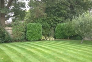 Late Summer Treatment