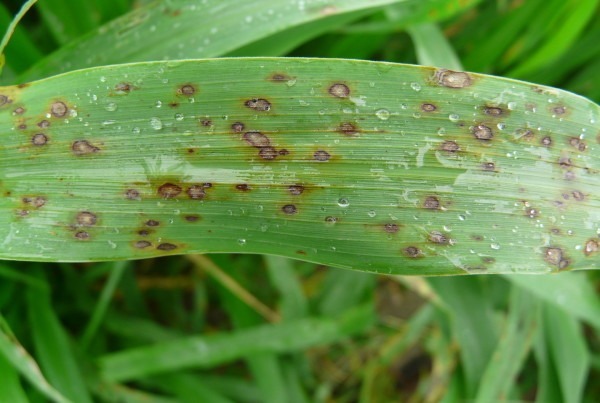 Leaf-Spot-Lawncare