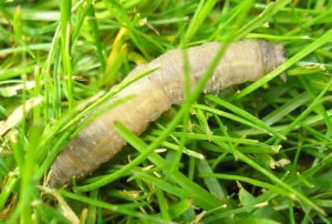 Leatherjacket