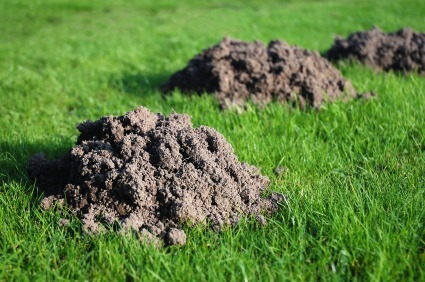 Mole-Hills