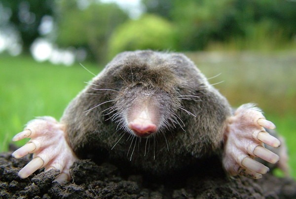 Mole-Lawncare