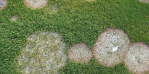 SnowMold