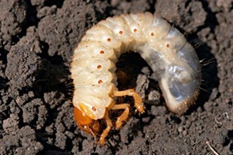 chafer-grub-2