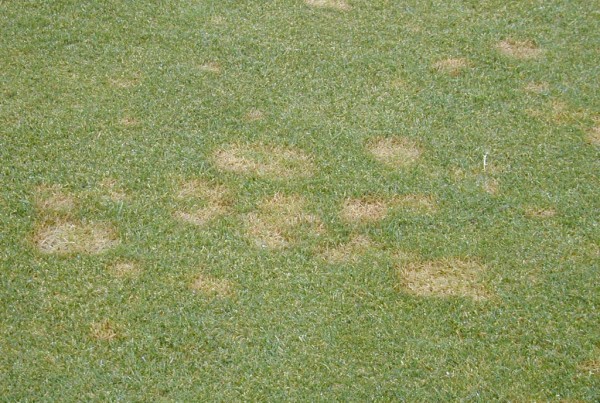 fusarium-patch