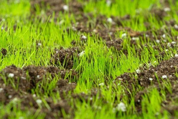 lawncare-overseeding