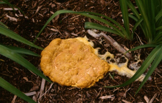 slime-mold