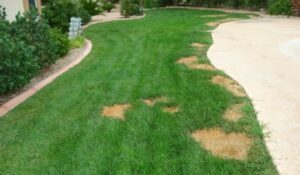 urine-scorch-lawn