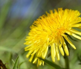 Weeds & Pest Control dandelion
