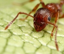 Ant-Lawncare