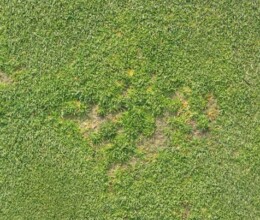 Anthracnose-Lawncare
