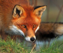 Fox-Lawncare