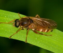 Frit-Fly-lawncare