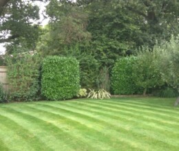 Late Summer Treatment