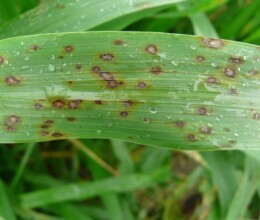 Leaf-Spot-Lawncare