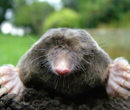 Mole-Lawncare