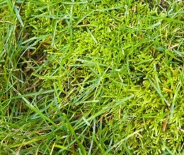 Moss