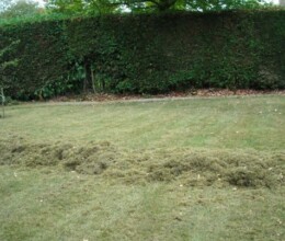 Post Scarification Treatment