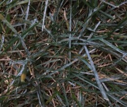 Powdery-Mildew