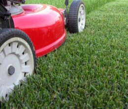 Other common lawn problems