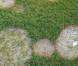 SnowMold