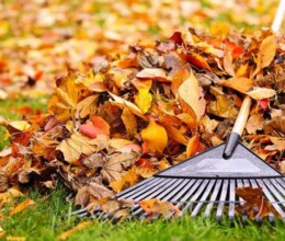 Autumn Treatment