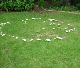 Lawn Diseases & Disorders