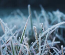 Winter Treatment