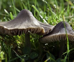 fungi
