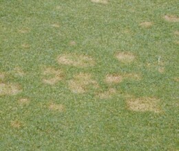 fusarium-patch