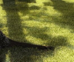 Other common lawn problems