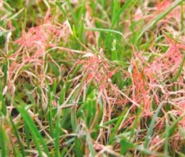 redthread-lawncare
