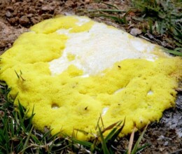 slime-mould
