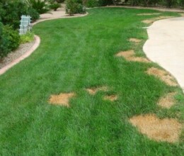 urine-scorch-lawn