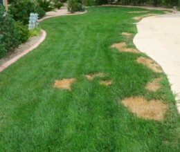 urine-scorch-lawn