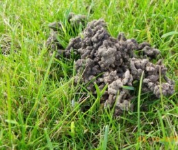 wormcast